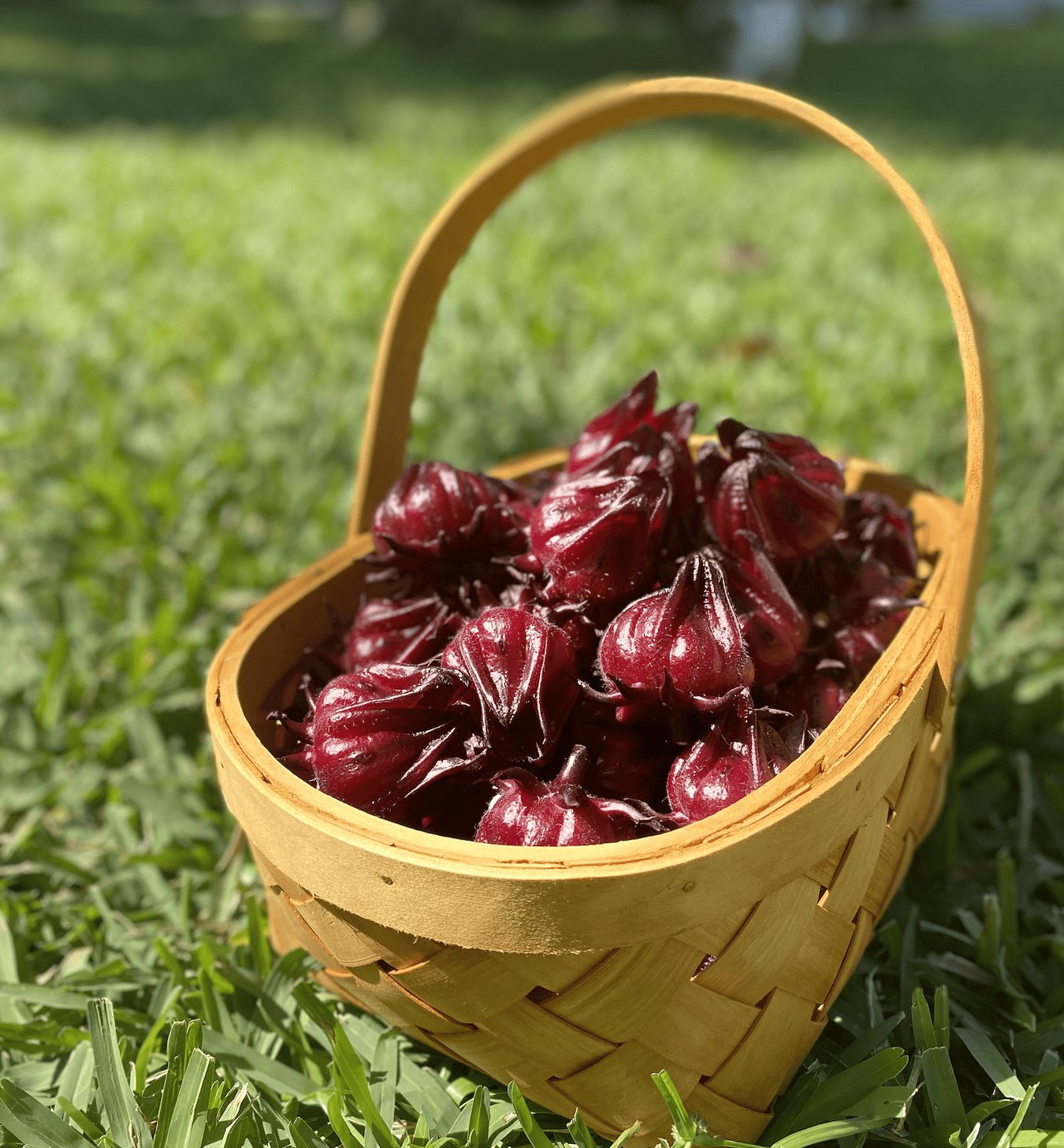 Basket of harvested roselle calyxes